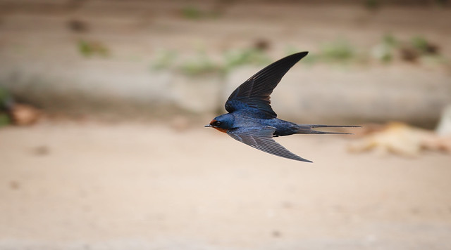 Swallow in flight（against the concrete curb）