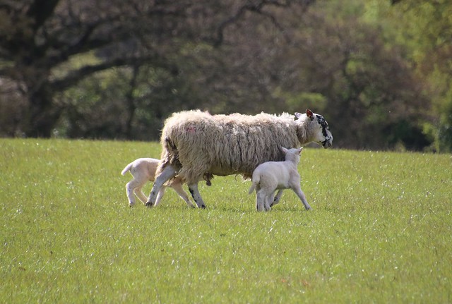 Spring Lambs in Bedfordshire 20240401