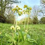 Carton Cowslips