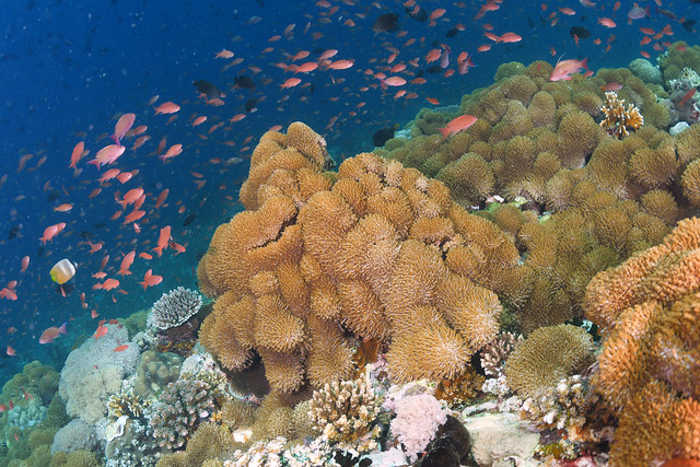 Coral Reef at Verde Island - 3