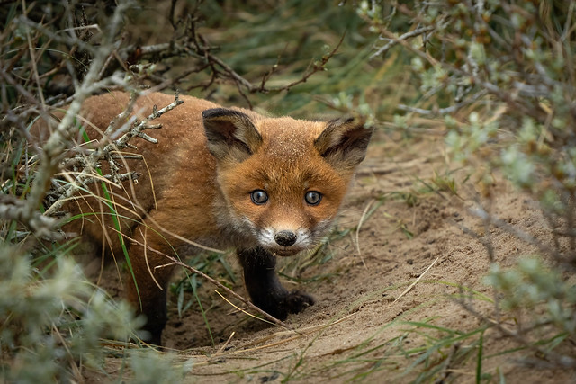 Red fox puppy (Vulpes vulpes)