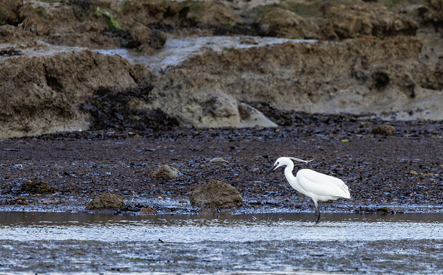 Little Egret on the Beaulieu River