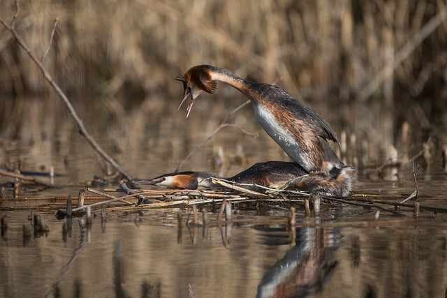 Great crested grebes in love @ Auwald Leipzig 2024