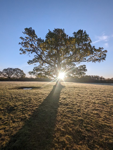 oak tree shadow sunrise spring