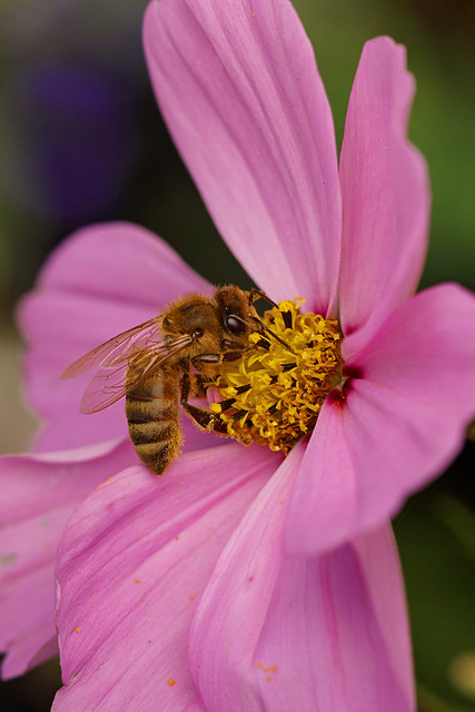Honeybee on Cosmos October 23