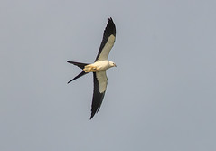 Swallow-tailed kite in flight
