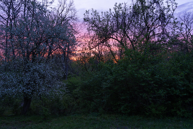Dawn of Spring