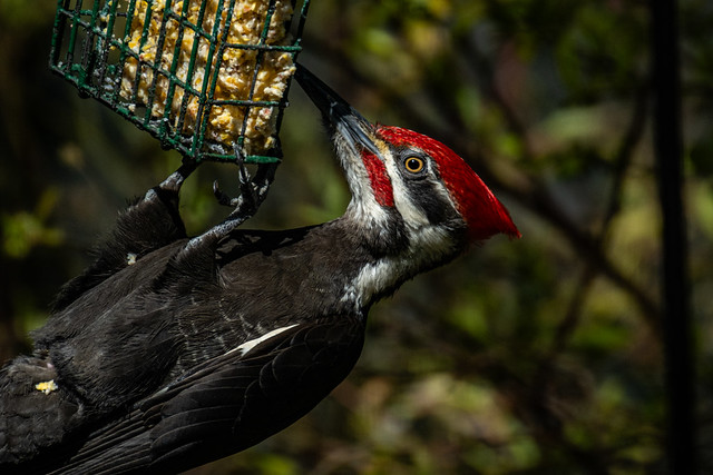 Pileated Woodpecker 2024 04 19 06