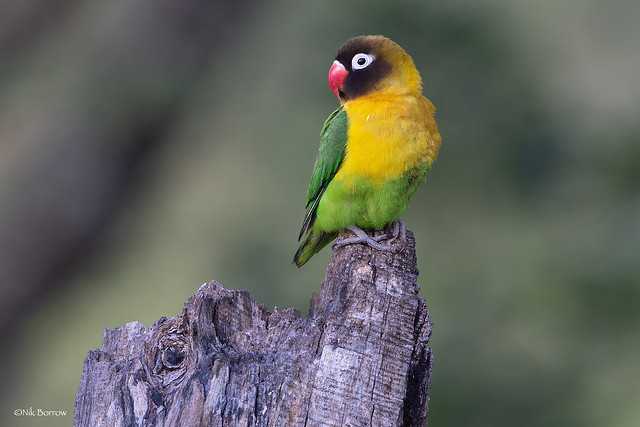 Yellow-collared Lovebird Agapornis personatus