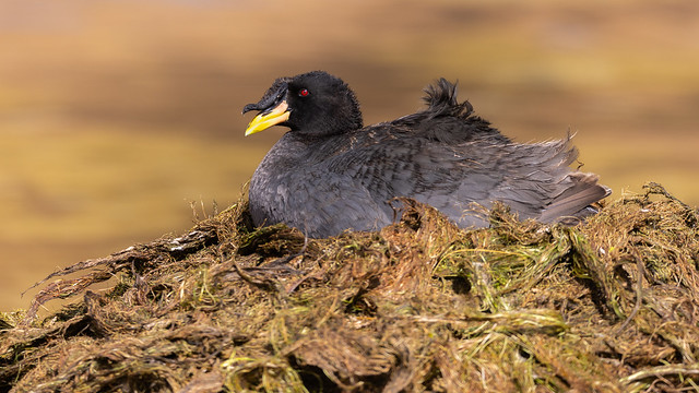 Horned coot
