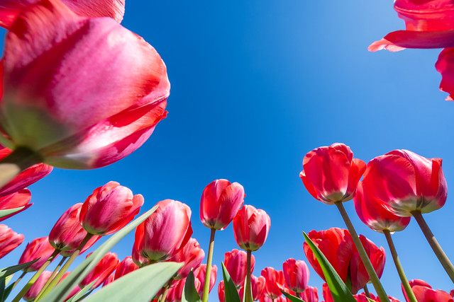 Wide angle shot of pink red tulips looking up at the sky