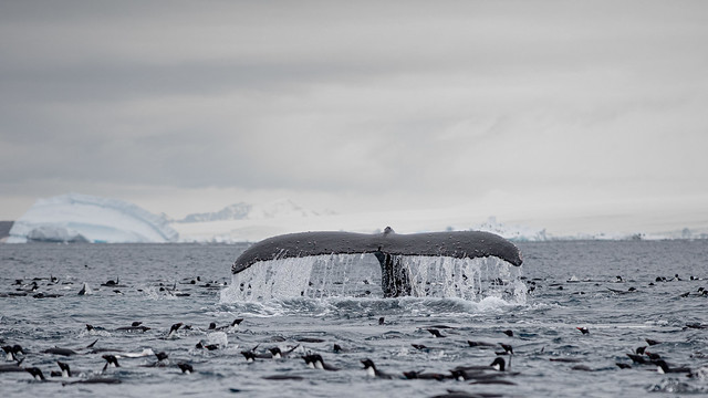 Humpback Whale and Adelie Penguins, Danger Islands