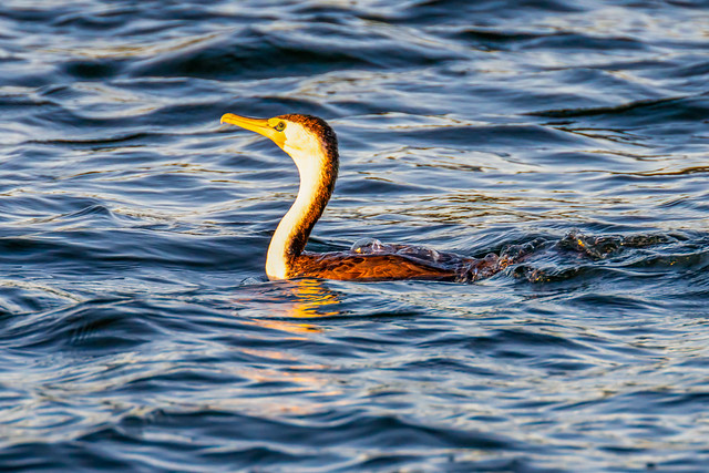 Pied Cormorant in the early evening bay water