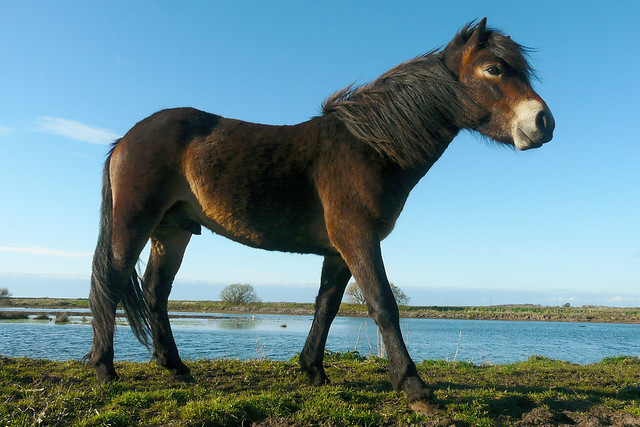 Exmoor Pony. Lunt Meadows. April 2016