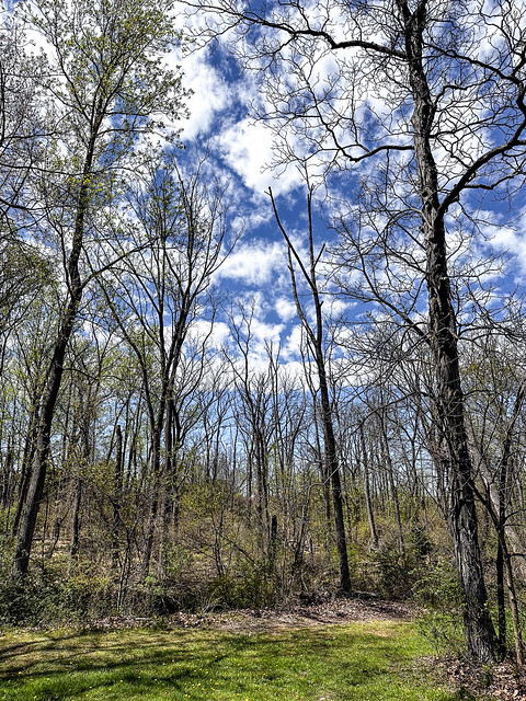 Puffy clouds and blue skies through the trees