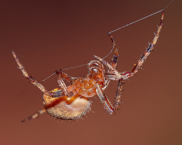 A Spotted Orbweaver spider