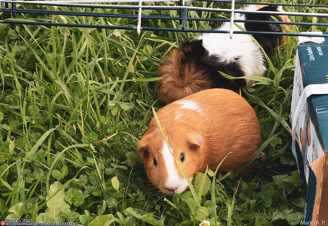 our two guinea pigs