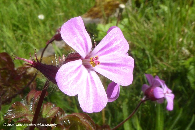 Another Herb-Robert Flower ~ Geranium robertianum.