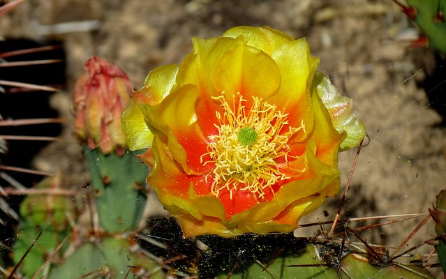 Yellow Rose of the Desert