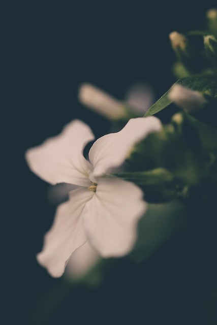 White Honesty Flower