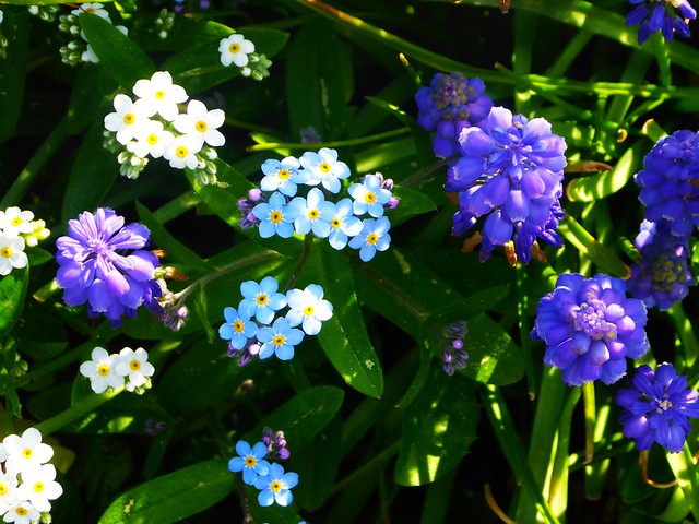 P1320801 Blaue Blütenwiese