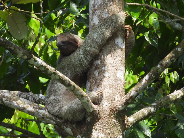 Brown-throated (Three-toed) Sloth