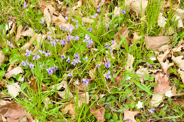 Wood Anemone and Violets in Early Spring