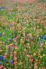 4-10-24-2792 TX Hill Country Wildflowers  (由  BillHinAnchorage