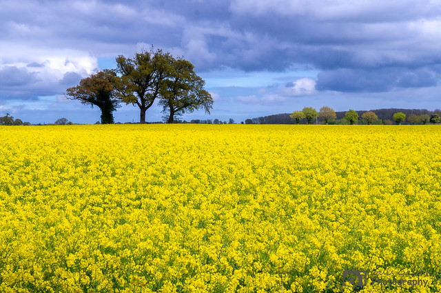 Trees among the Rapeseed field
