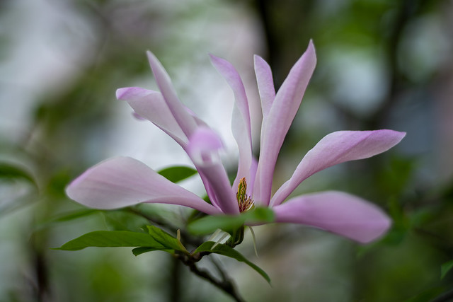 magnolia bloom 6, Frankfurt