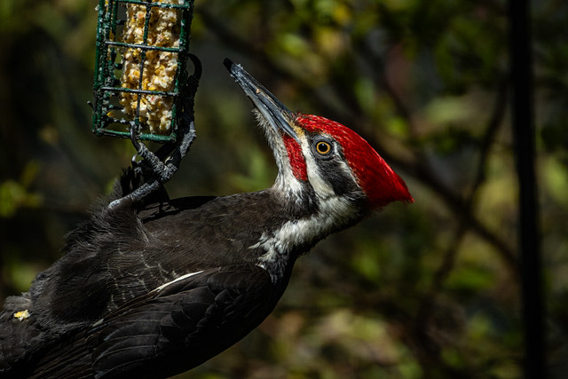 Pileated Woodpecker 2024 04 19 07