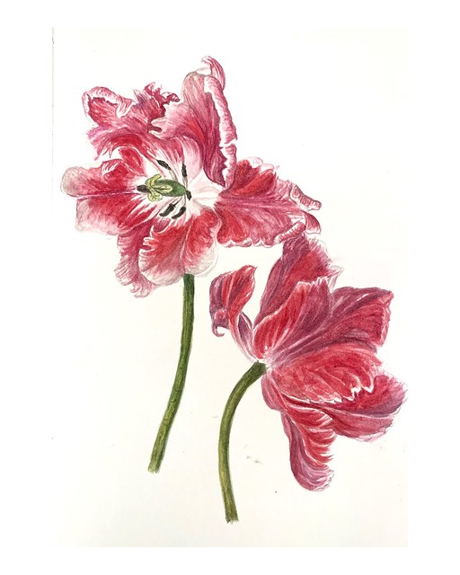Tulip sketchbook
