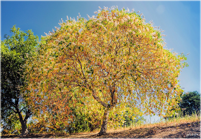 California Buckeye Tree