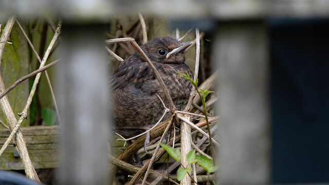Fledged and Hiding