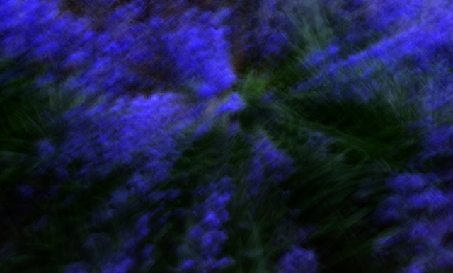 ap blur bluebells