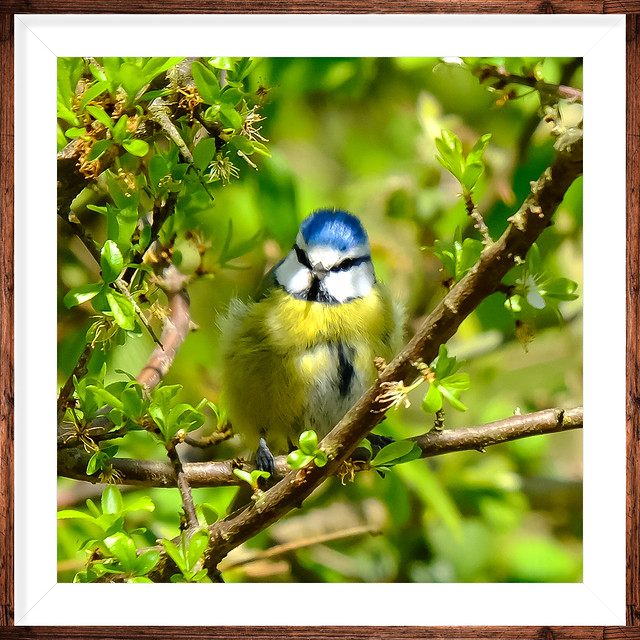Blue Tit in Spring Woodlands Sussex