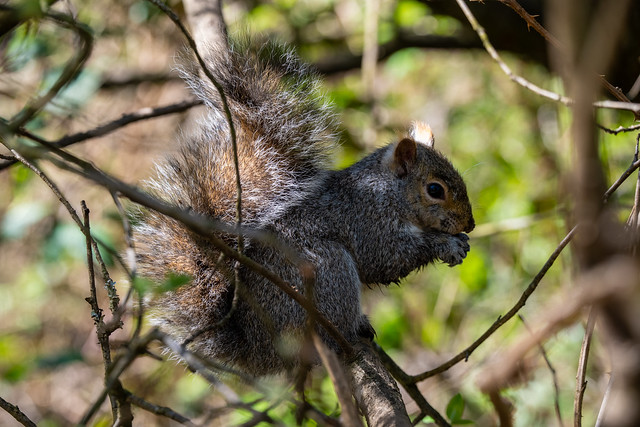 Squirrel (_K122413)