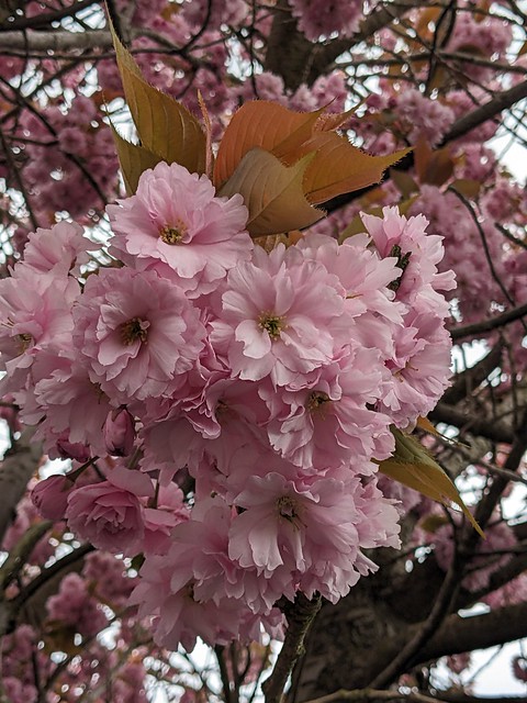 Cherry Blossom...