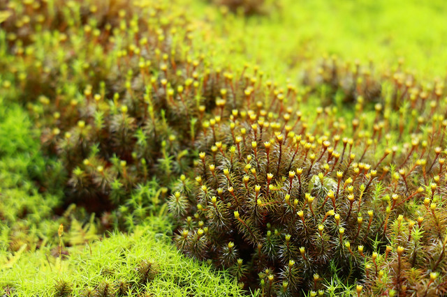 Beauty of Moss.