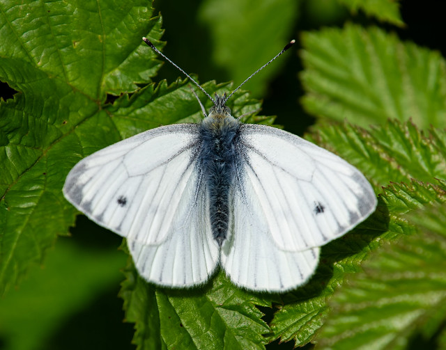Green-veined white - Male