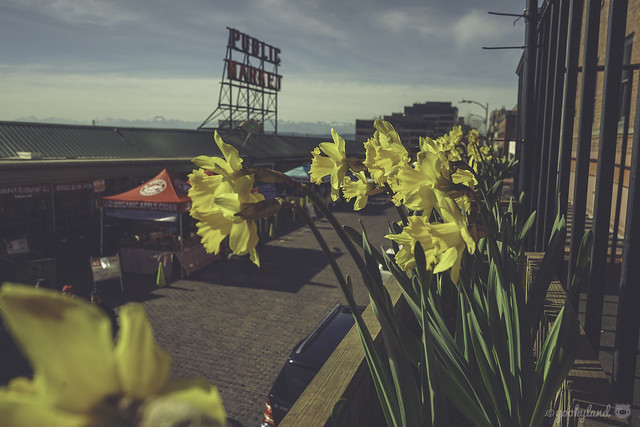 Daffodils at Pike Place Market
