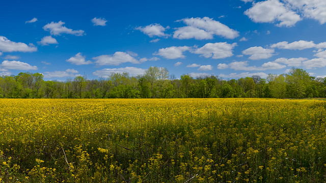 Fields of Butterweed