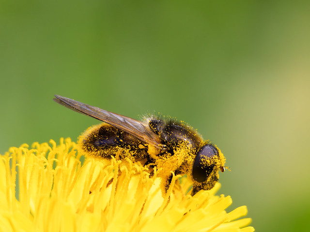 Hoverfly in a dandelion