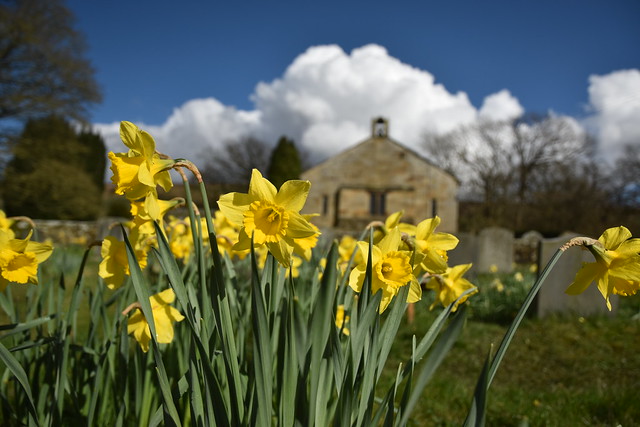 Daffodils and the Church