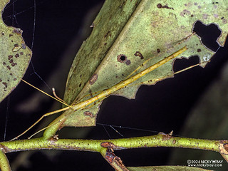 Stick insect (Phasmatodea) - P3092325