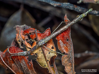 Stick insect (Planososibia trusmadiensis) - P3092293