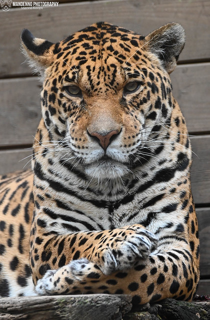 Jaguar - Parc Animalier de Bouillon