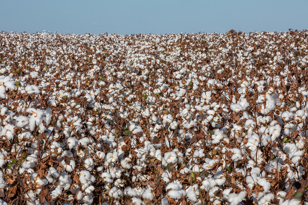 2023年六月，巴西巴伊亞洲棉花田收成景象。