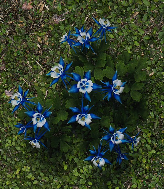 Blue mountain flowers