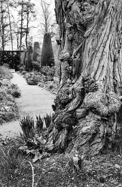 The Old Tree in the Garden
